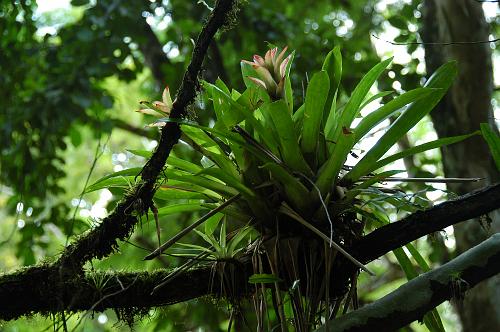 Air Plants